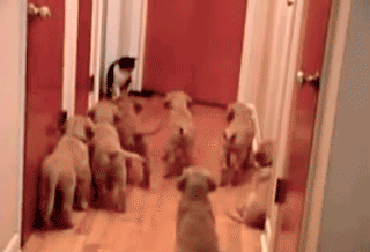 Dünya'yı Ele Geçirmeye Çalışan 11 Kedi 5